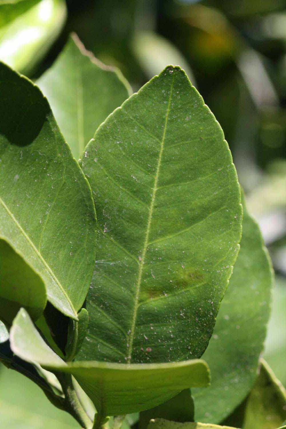              Unifoliolate leaf (Riverside, CA)       